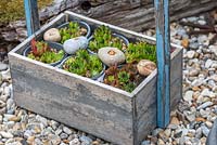 An old wooden carry box filled with Sempervivum tectorum succulents, common houseleeks, and pebbles from the nearby beach.