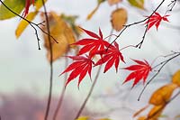 Acer palmatum 'Shojo Shidare' - 'Shojo Shidare' Japanese Maple leaves in the autumn fog. 
