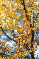 Betula medwedewi - Transcaucasian birch tree foliage in autumn. 