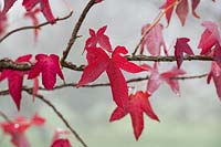 Liquidambar styraciflua 'Corky' - Sweet gum 'Corky' leaves in the  autumn fog. 