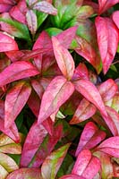 Nandina domestica 'Firepower' - Heavenly bamboo 'Fire Power'