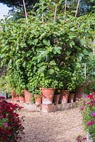Large ficus in container with pots of mentha