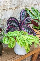 Calathea leopardina has bright green leaves decorated with a darker pattern. Behind, Calathea roseopicta 'Dottie', and Calathea lancifolia.