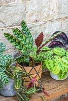 Calathea lancifolia, also know as the Rattlesnake Calathea on account of the markings on the long, thin leaves.
