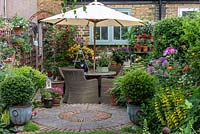 In small town garden, view back to patio by house clad in  Clematis 'Madame Julia Correvon', and shelving with pots of nemesias or surfinias. RH bed planted with peonies, roses, alliums and yellow loosestrife.  In pots, small-leaved hollies, Ilex crenata 'Kinme'. Fuchsias in pots on left fence panel.