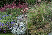 Mixed autumn border with Pennisetum orientale 'Karley Rose' mingling with clumps of silvery Artemisia, Geranium 'Rozanne', Penstemon and Persicaria.