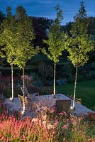 Middle deck at night, with lights illuminating the trunks of four ornamental pear trees 'Chanticleer'.

