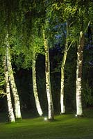 Seen from the deck at night, a floodlit spinney of silver birches planted in lawn.