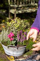 Person dressing mixed container of autumn-interest plants with moss. 