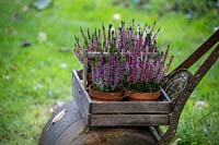 Flowering potted Calluna vulgaris - heathers displayed in trug on old garden roller.