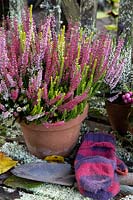 Terracotta pot planted with Calluna vulgaris - Heather on lichen covered bench with gloves and tools