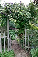 Wooden arch covered with flowering Lonicera - honeysuckle and Clematis viticella 'Polish Spirit'. 