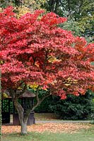 Autumn red leaves of Acer palmatum Ozakazuki 