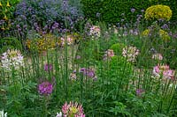 Looking through Verbena bonariensis and Cleome hassleriana - Spider Plant to flower beds