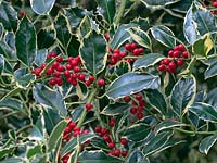 Ilex aquifolium 'Argentea marginata' - Silver-margined Holly - red berries