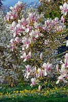 Magnolia kobus - Northern Japanese Magnolia
