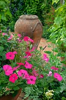 Petunia surfinia 'Rosanna' spilling out of pot with urn in the background. Old Vicarage gardens at East Ruston, Norfolk, UK. 