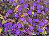 Fallen petals of Tibouchina urvilleana - Brazilian Spider Flower or Glory Bush - on ground