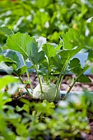 Brassica oleracea  'White Vienna' in bed.