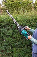 Woman using a battery powered hedge trimmer to cut Taxus - Yew hedge