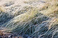 Carex comans 'Frosted Curls'