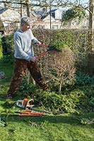 Man restoring overgrown Buxus sempervirens - Box - topiary by hard pruning 