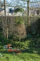 Tools used for reshaping Buxus sempervirens - Box - topiary 