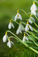 Galanthus plicatus 'Wendy's Gold' - Snowdrop