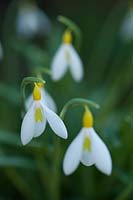 Galanthus plicatus 'Wendy's Gold' - Snowdrop