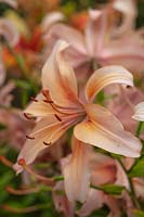 Asiatic Lilium 'Pearl Jessica'