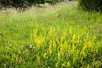 Meadow planting on a grassy roadside  verge featuring yellow Lady's  bedstraw - Galium verum