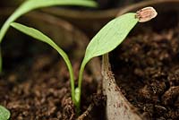 Pastinaca sativa  'Hollow Crown'  Parsnip seedling with seed coat attached to seed leaf grown in homemade plug made from section of toilet roll cardboard tube filled with compost  