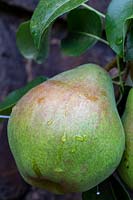 Pyrus - Pear 'Doyenne du Comice'