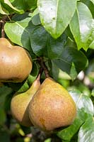 Pyrus - Pear 'Conference'
