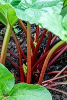 Rheum rhabarbarum - Rhubarb 'Fultons Strawberry Surprise'