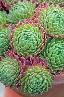 Sempervivum 'Terracotta Baby'