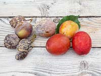 Monilinia laxa and Monilinia fructigena - Brown Rot - on plum fruit, comparison with uninfected plums