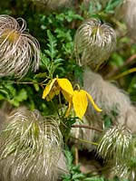 Clematis tangutica 'Helios', flower and seedheads