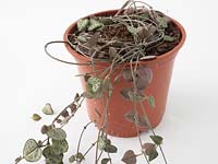 Ceropegia woodii - Rosary Vine or Chain of Hearts - coils secured onto soil so they root