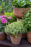 Origanum vulgare 'Variegata' - Variegated Marjoram - in pot, nearby other edibles in pots such as Lettuce and Raspberry 