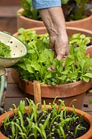 Harvesting mixed salad leaves in terracotta pot. Mustard, Mizuna, Rocket