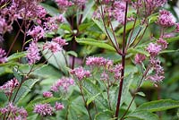 Eupatorium dubium 'Little Joe' - Dwarf Joe-Pye Weed
