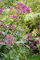 Eupatorium maculatum 'Riesenschirm' in September. 