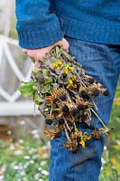 Gardener holding spent Rudbeckia hirta 'Toto' - Coneflower - stems after cutting back