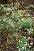 Clumps of Galanthus - Snowdrop - and Helleborus - Hellebore - amongst shrubs including Daphne laureola 