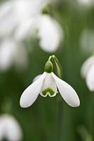 Galanthus 'Brenda Troyle' - Snowdrop