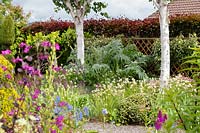 Betula utilis var. jacquemontii - Birch - underplanted with Luzula nivea, Hebe and Aquilegia