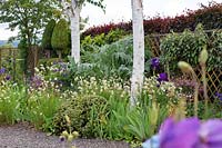 Betula utilis var. jacquemontii - Birch - underplanted with Luzula nivea, Hebe and Aquilegia