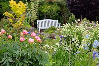 Paeonia 'Coral Charm', Meconopsis and Camassia in a bed with bench in distance