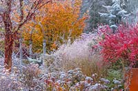 The fiery hues of a late fall garden are tempered by a blue conifer and heavy frost.